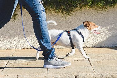 Регистрация собак в Оренбуржье станет обязательной